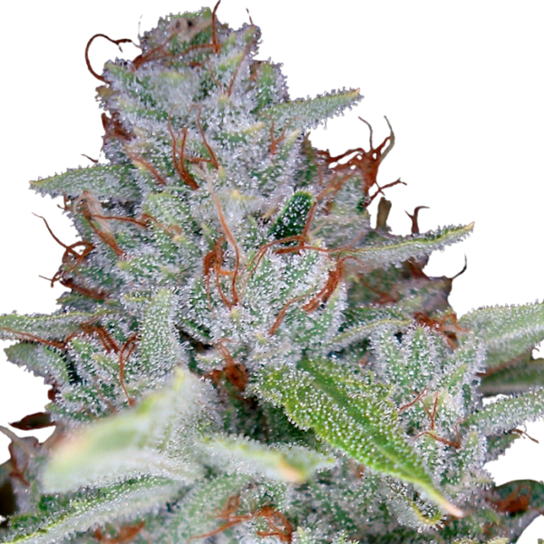 DNA Genetics Reserva Privada | Skywalker Kush